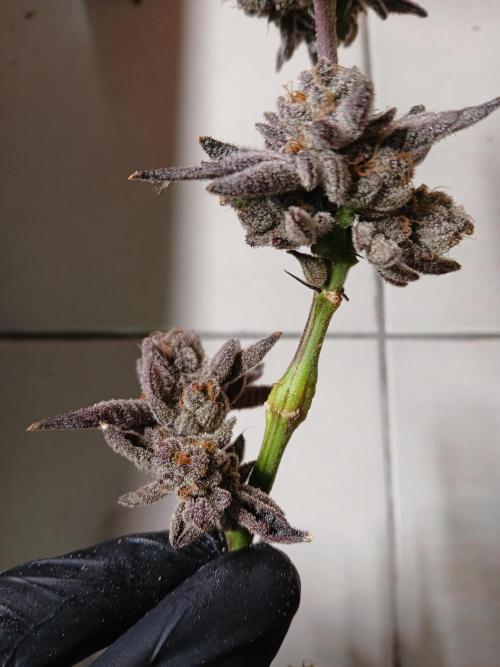 SUPE Gen1 RDWC 11w. Week 21 - Good healing