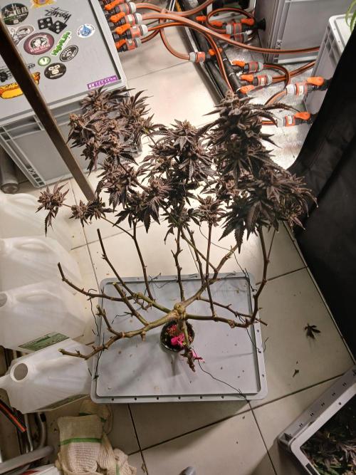 SUPE Gen1 RDWC 11w. Week 21