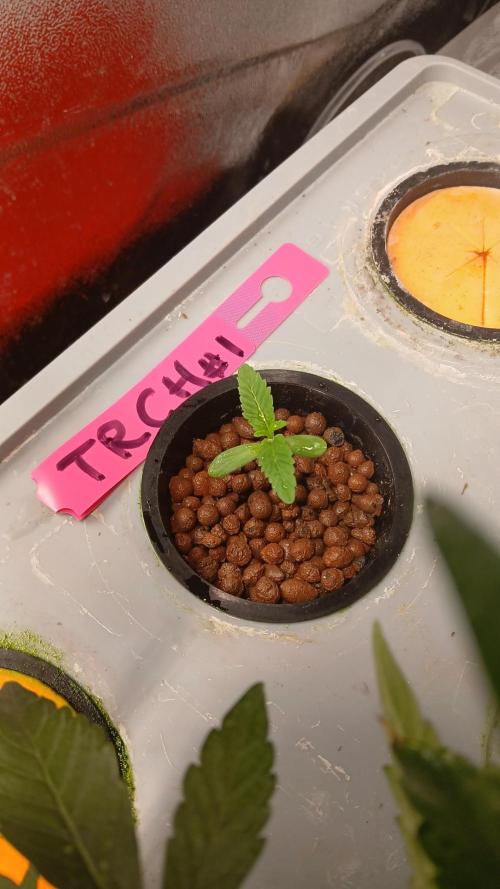 Trop Cherry. Week 1