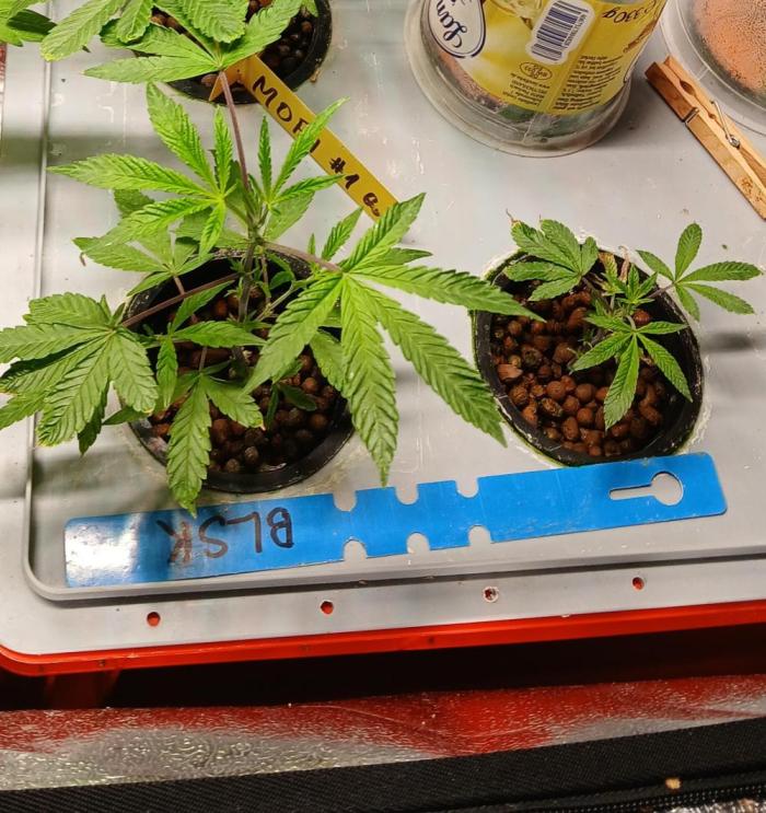BLSK Gen3 RDWC. Week 5