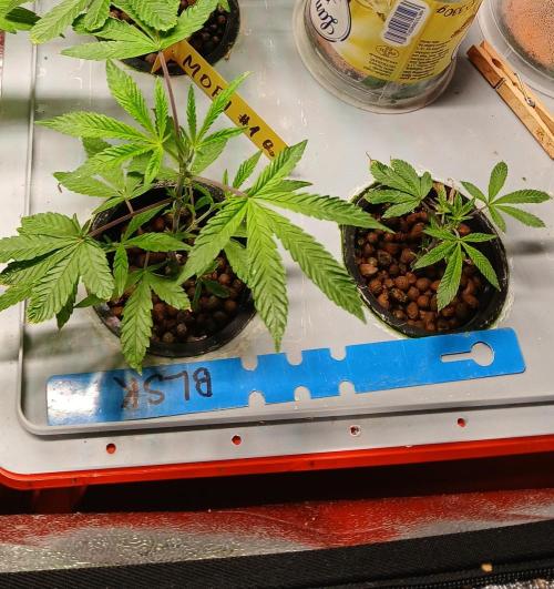 Blue Skunk. Week 6