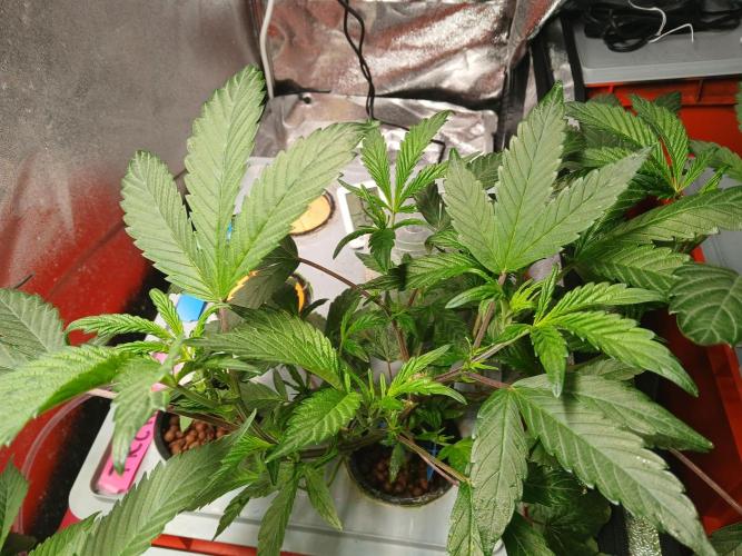 Blue Skunk. Week 8