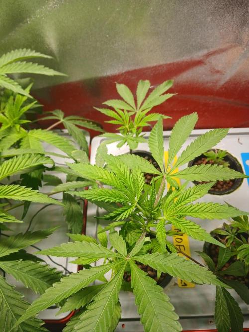Mothers Finest. Week 6