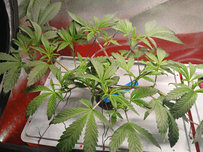 BLSK Gen3 RDWC. Week 9