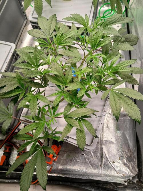 BLSK Gen3 RDWC. Week 10