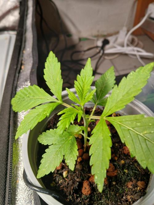 Trop Cherry. Week 4