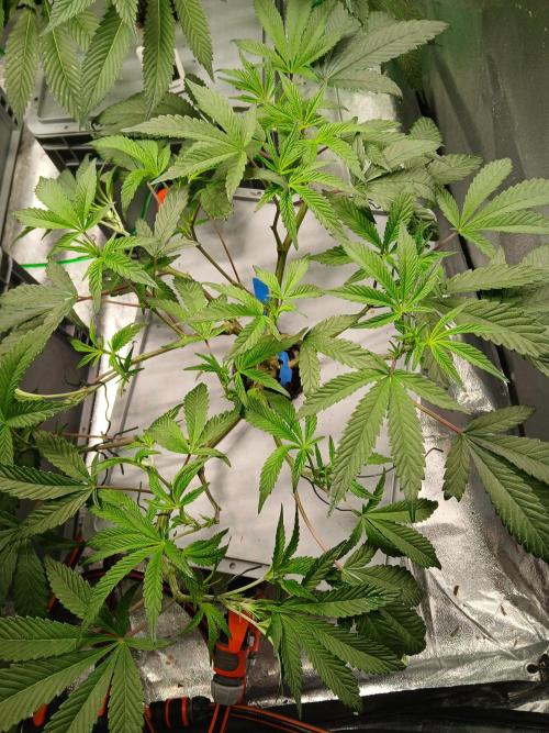 BLSK Gen3 RDWC. Week 11