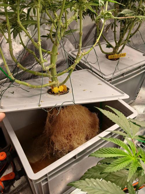 Super Lemon Cherry. Week 15