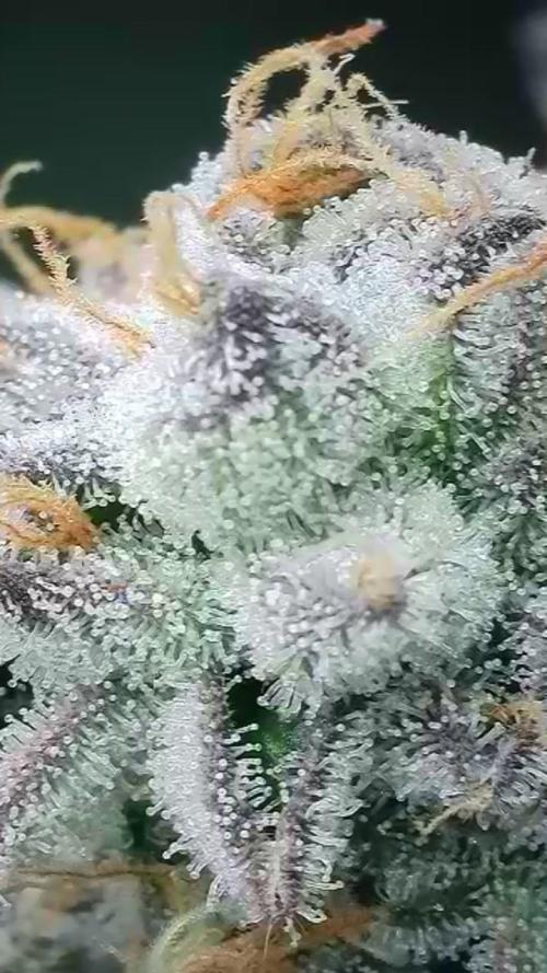 Super Lemon Cherry. Week 15