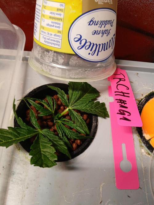 Trop Cherry. Week 5