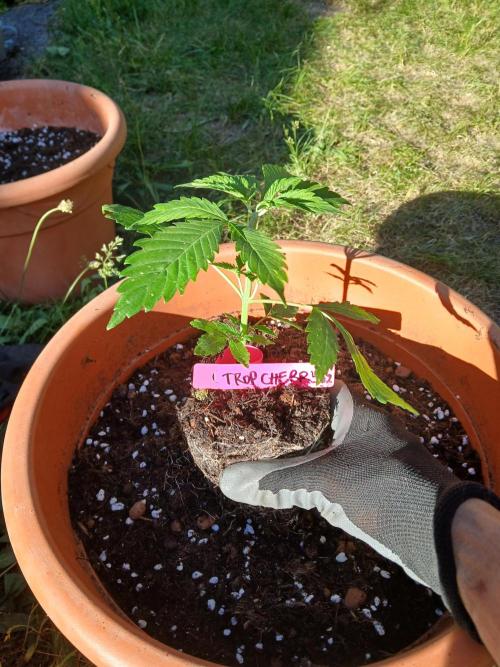 TRCH OSS OUTDOOR (Gnadenhof Loisenfarm). Week 5