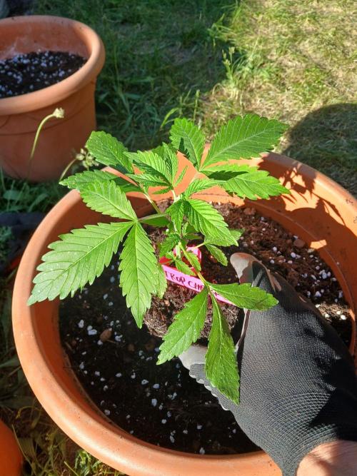 TRCH OSS OUTDOOR (Gnadenhof Loisenfarm). Week 5