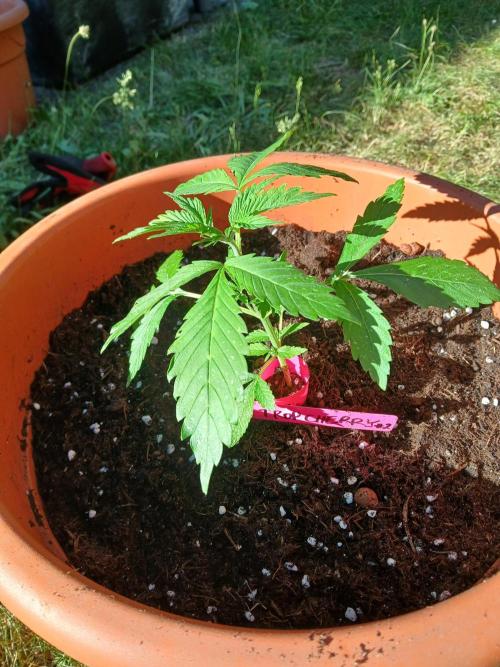 TRCH OSS OUTDOOR (Gnadenhof Loisenfarm). Week 5