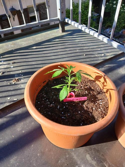 Trop Cherry. Week 5