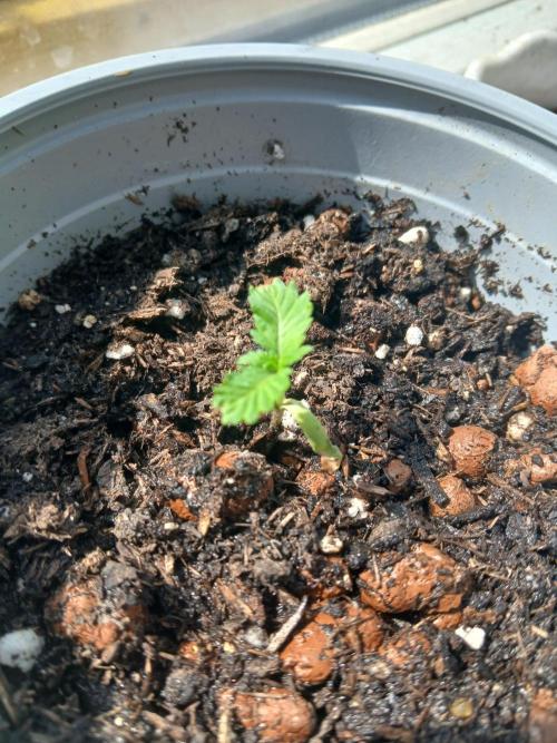 Trop Cherry. Week 2