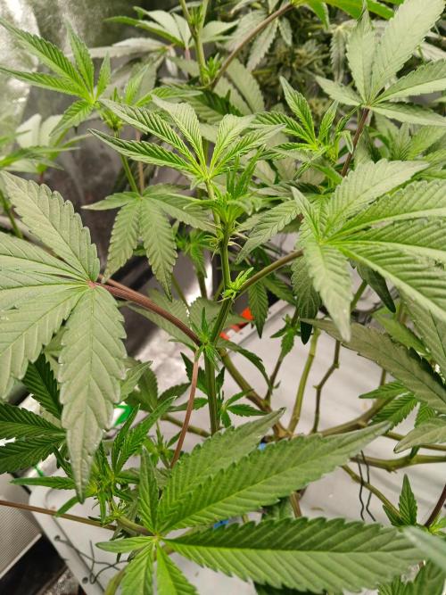 BLSK Gen3 RDWC. Week 12