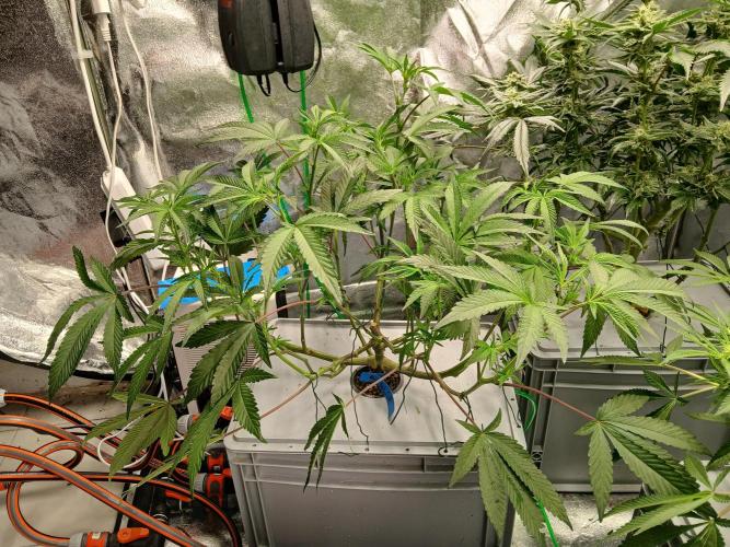 BLSK Gen3 RDWC. Week 12