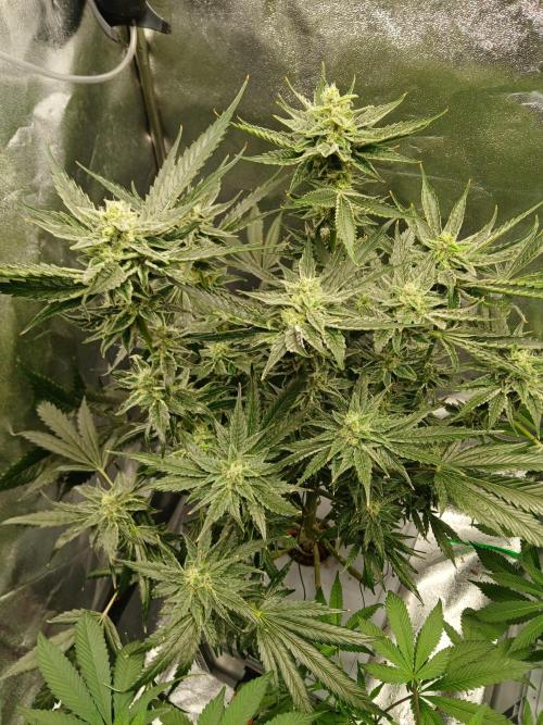 Super Lemon Cherry. Week 16
