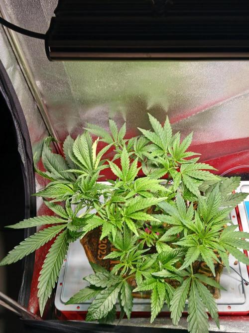 Trop Cherry. Week 6
