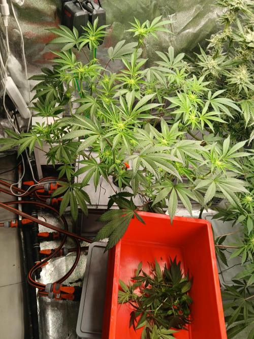 BLSK Gen3 RDWC. Week 13