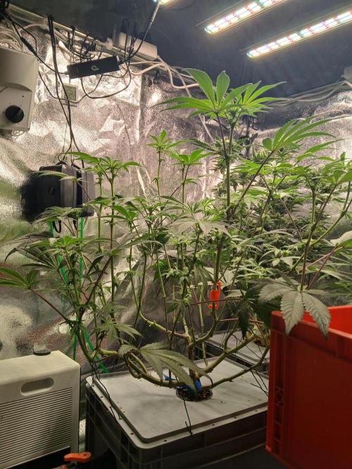 BLSK Gen3 RDWC. Week 13