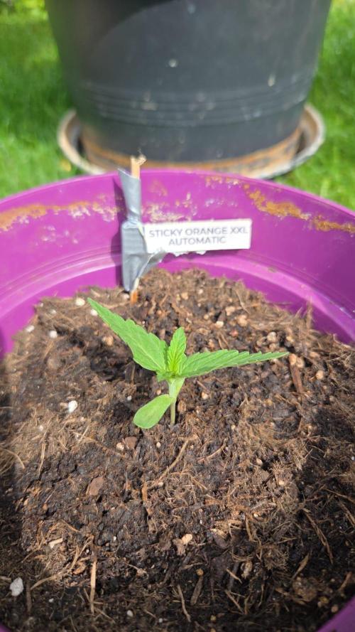 Sticky Orange XXL. Week 1