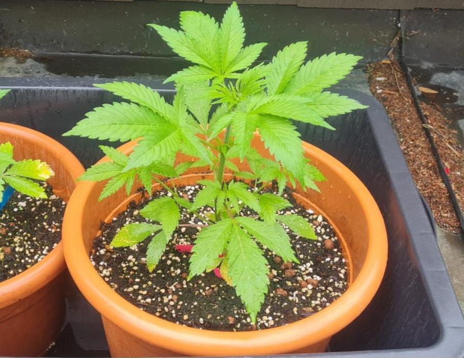 TRCH OSS OUTDOOR (Gnadenhof Loisenfarm). Week 6