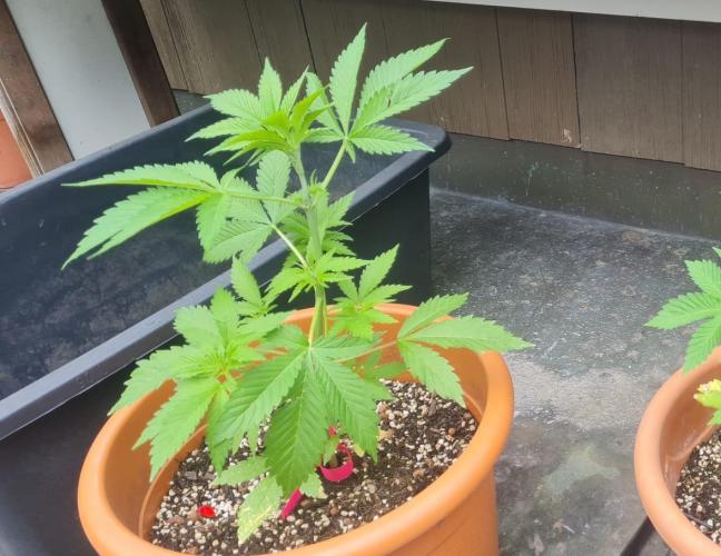 Trop Cherry. Week 7