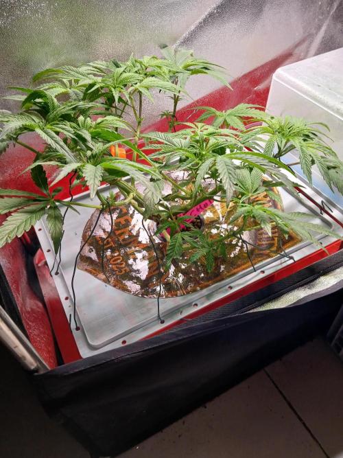 TRCH OSS RDWC. Week 7