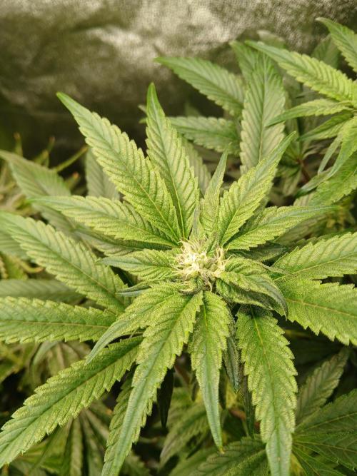 BLSK Gen3 RDWC. Week 14