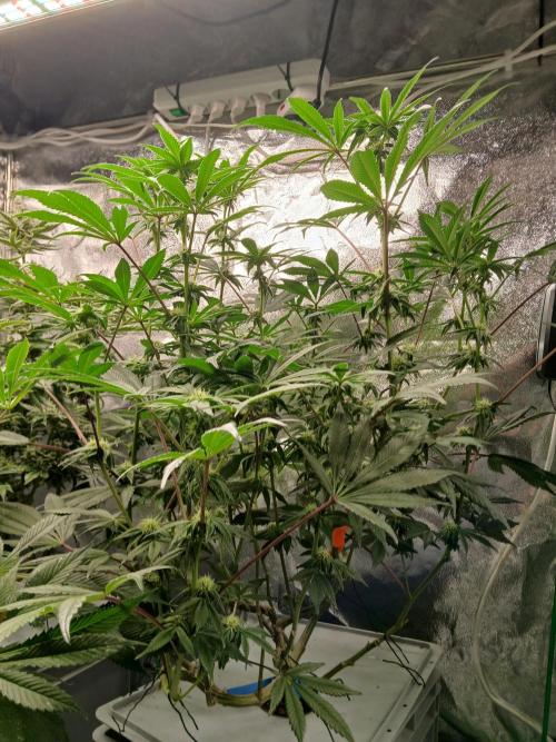 Blue Skunk. Week 14