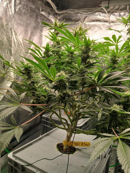 Mothers Finest. Week 15