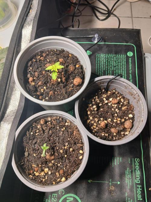 Gorilla Cookies. Week 1