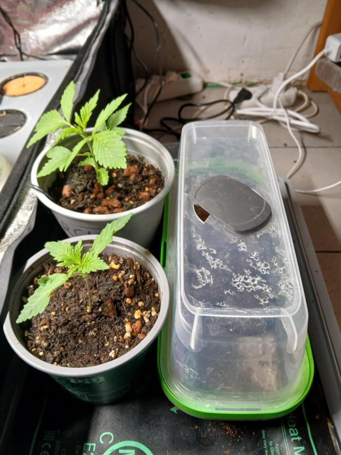 GOCO Outdoor (Restsamen). Week 2