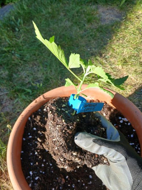 GOCO Outdoor (Restsamen). Week 3