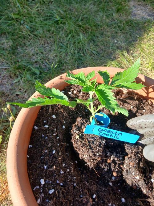 GOCO Outdoor (Restsamen). Week 3