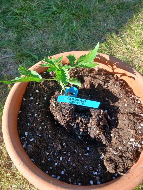 GOCO Outdoor (Restsamen). Week 3