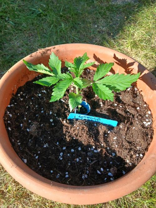 GOCO Outdoor (Restsamen). Week 3