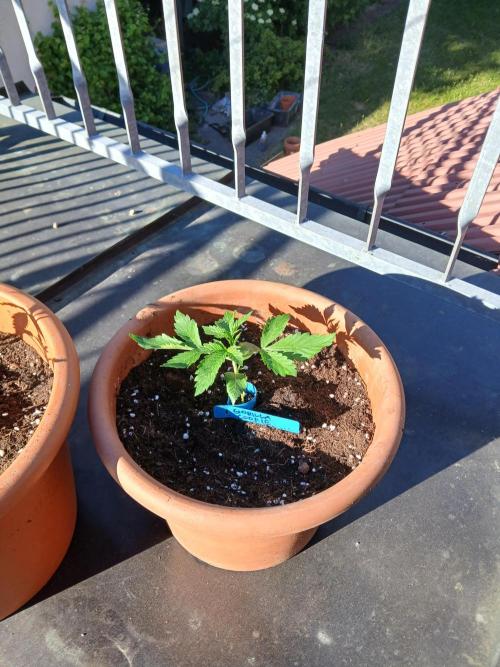 GOCO Outdoor (Restsamen). Week 3