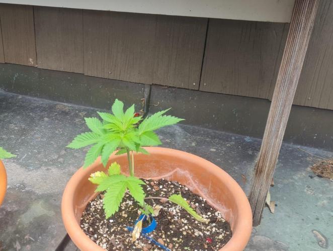GOCO Outdoor (Restsamen). Week 4
