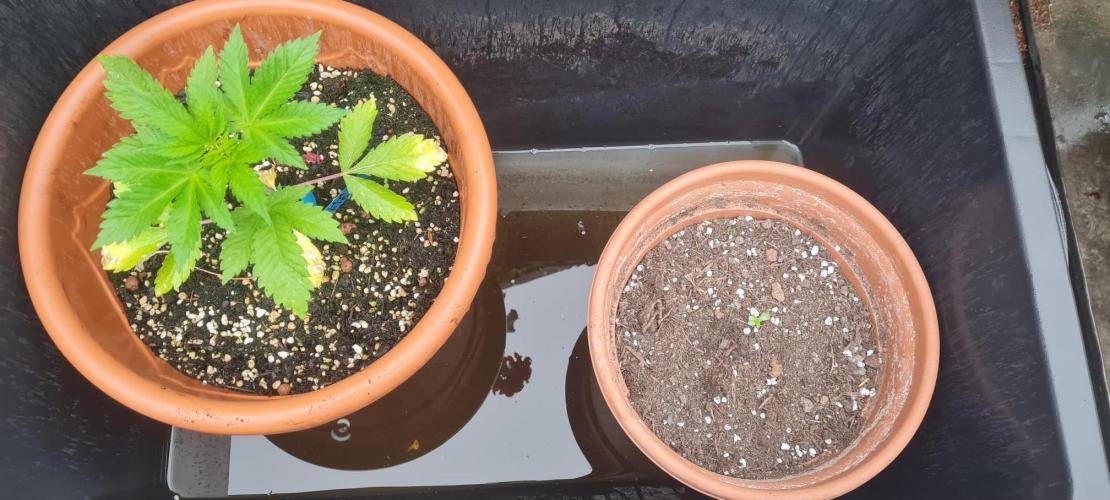 GOCO Outdoor (Restsamen). Week 4