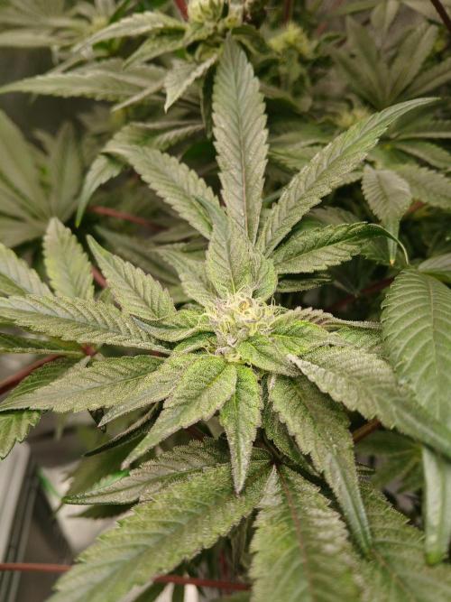 BLSK Gen3 RDWC. Week 15