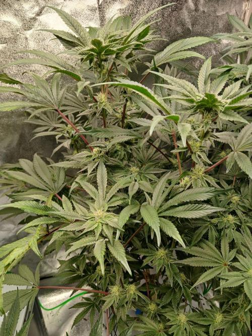 BLSK Gen3 RDWC. Week 15