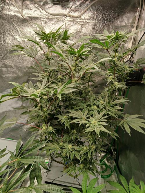 BLSK Gen3 RDWC. Week 15