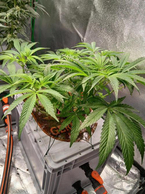 TRCH OSS RDWC. Week 8