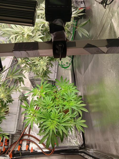 TRCH OSS RDWC. Week 8