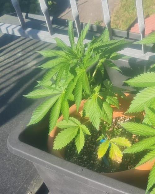 GOCO Outdoor (Restsamen). Week 5