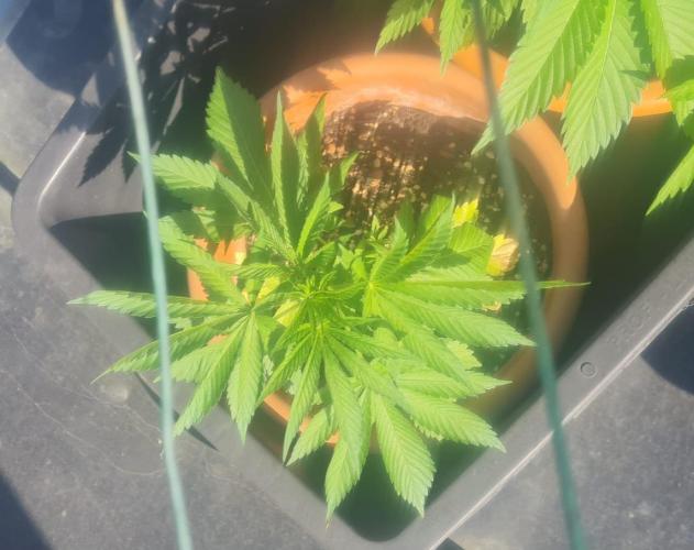 GOCO Outdoor (Restsamen). Week 5