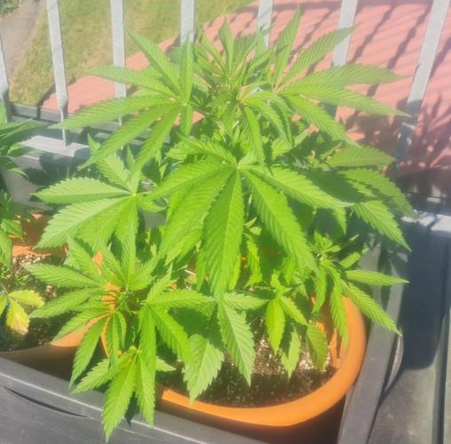 TRCH OSS OUTDOOR (Gnadenhof Loisenfarm). Week 8