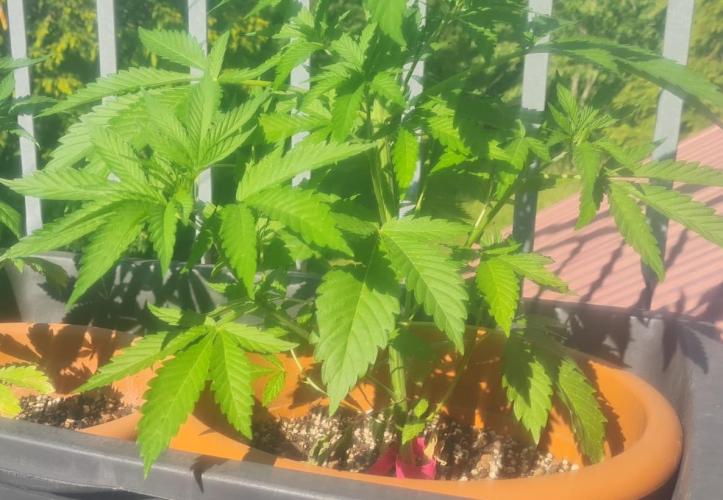 TRCH OSS OUTDOOR (Gnadenhof Loisenfarm). Week 8
